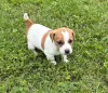Фото №4. Продажа джек-рассел-терьера в Хельсинки частное объявление - цена Бесплатно
