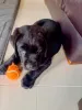 Фото №3. Wunderschöne Labrador-Retriever-Welpen suchen einliebevolles neues Zuhause.  Германия