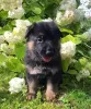 Дополнительные фото: Deutscher Schäferhund Welpen Zur усыновление