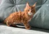 Дополнительные фото: Котята мейн-кун