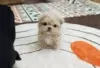 Фото №3. Super Levelactaite Teacup Maltipoo щенки доступны для усыновления.  Финляндия