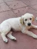 Фото №3. Wunderschöne Golden-Retriever-Welpen suchen ein liebevolles Zuhause..  Германия