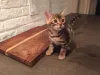 Фото №3. Happy Dawsk до рассвета бенгальских котят на продажу. Литва