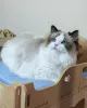 Дополнительные фото: Красивый голубоглазый кот рэгдолл, 18 месяцев, великолепная пушистая шерсть