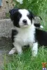 Фото №3. Бордер-колли Welpen zu verkaufen.  Бельгия