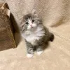 Фото №3. Noorse Boskattenkittens te koop. Бельгия
