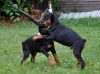Фото №3. ?ВЕРШИНА? Доберманские щенки.  Германия
