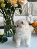 Фото №3. Чистокровный британский короткошерстный котенок золотисто-кремового цвета с. Бельгия