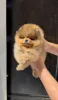Дополнительные фото: Pomeranski Mini Shpic Мини шпицы любой цвет чистокровные Պոմերանյան շպիցի