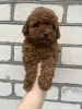 Фото №3. Toy poodle females puppies.  Украина