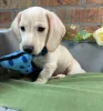 Дополнительные фото: Красивые щенки таксы готовы украсть ваше сердце!