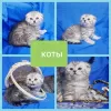 Фото №2 к объявлению №43879 о продаже шотландская вислоухая (скоттиш фолд) - купить в Беларуси частное объявление