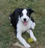 Фото №3. CBCA-registrierte Border-Collie-Welpen.  Германия