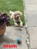 Дополнительные фото: 4 Entzückende Maltipoo-babys 1.800