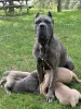 Дополнительные фото: Nuttede Cane Corso очень красив и безопасен для всех