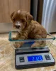 Фото №3. Wunderschöne Cavapoo-Welpen suchen einliebevolles neues Zuhause.  Люксембург