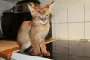 Дополнительные фото: Котята Чаузи