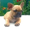 Фото №3. Французский бульдог Welpen zu vermitteln..  Германия