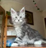 Фото №3. Kocięta rasy Maine Coon dostępne na sprzedaż. Польша