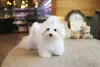 Фото №2 к объявлению №152628 о продаже мальтийскую болонку - купить в США заводчик
