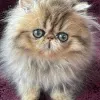 Фото №3. Chatons persans доступны на вечеринке.. Бельгия