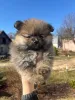 Дополнительные фото: Щенята шпица