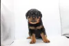 Фото №3. Aceşti frumoşi pui de Rottweiler.  Румыния