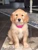 Фото №3. Верные спутники Формируют прочные связи со своим владельцем..  Германия