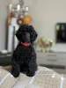 Дополнительные фото: Black Toy Poodle Girl Родилась 13 мая 2025 года.