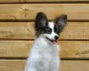 Фото №3. Papillon puppy.  Беларусь