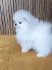 Фото №4. Продажа померанского шпица в Батуми частное объявление, из питомника, заводчик - цена договорная
