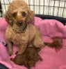 Дополнительные фото: Absolutely Adorable Red Toy Poodles