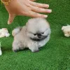 Фото №3. Щенки померанского шпица Super Teacup для ваших детей.  Германия