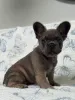 Фото №1. французский бульдог - купить в Пардубис за договорная. Объявление №156452