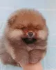 Дополнительные фото: Pomeranski Mini Shpic Pomeranian Spitz Померанские Мини шпицы