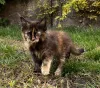 Дополнительные фото: Котенок Мейн Кун
