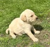 Фото №1. лабрадудль - купить в Bilefeld за 32468₽. Объявление №153470