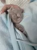 Дополнительные фото: Beautiful British Shorthair Blue Babies