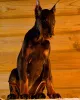 Фото №3. 100% чистокровные щенки Doberman.  Германия