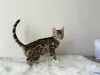 Дополнительные фото: Шикарные Бенгальские котята