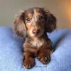 Фото №3. Dachshund Puppy.  Германия