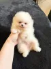 Фото №3. Pomeranski Mini Shpic Мини шпицы любой цвет чистокровные Պոմերանյան շպիցի.  Франция