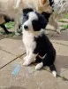 Фото №3. Border Collie/белые швейцарские овчарки.  Германия