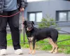 Дополнительные фото: Милая собака небольшого размера