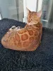 Дополнительные фото: Бенгальский кот Aykamam Amur для разведения