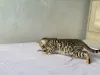 Дополнительные фото: Шикарные Бенгальские котята