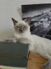 Фото №3. Чистокровный сиамский котенок с поразительными голубыми глазами и королевским. Германия