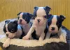 Фото №2 к объявлению №166503 о продаже бостон-терьера - купить в Германии частное объявление