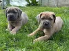 Дополнительные фото: Nuttede Cane Corso очень красив и безопасен для всех