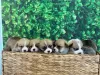 Фото №3. Красивые вакцинированные щенки Wesley Corgi доступны для продажи сейчас для.  Эстония